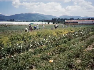 Rosesamlere i Rosesalen nær Kazanlak