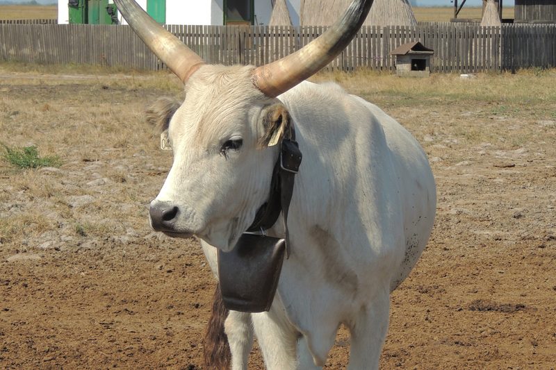Hungarian grey cattle in the Puszta of Hortobágy (August 2013)