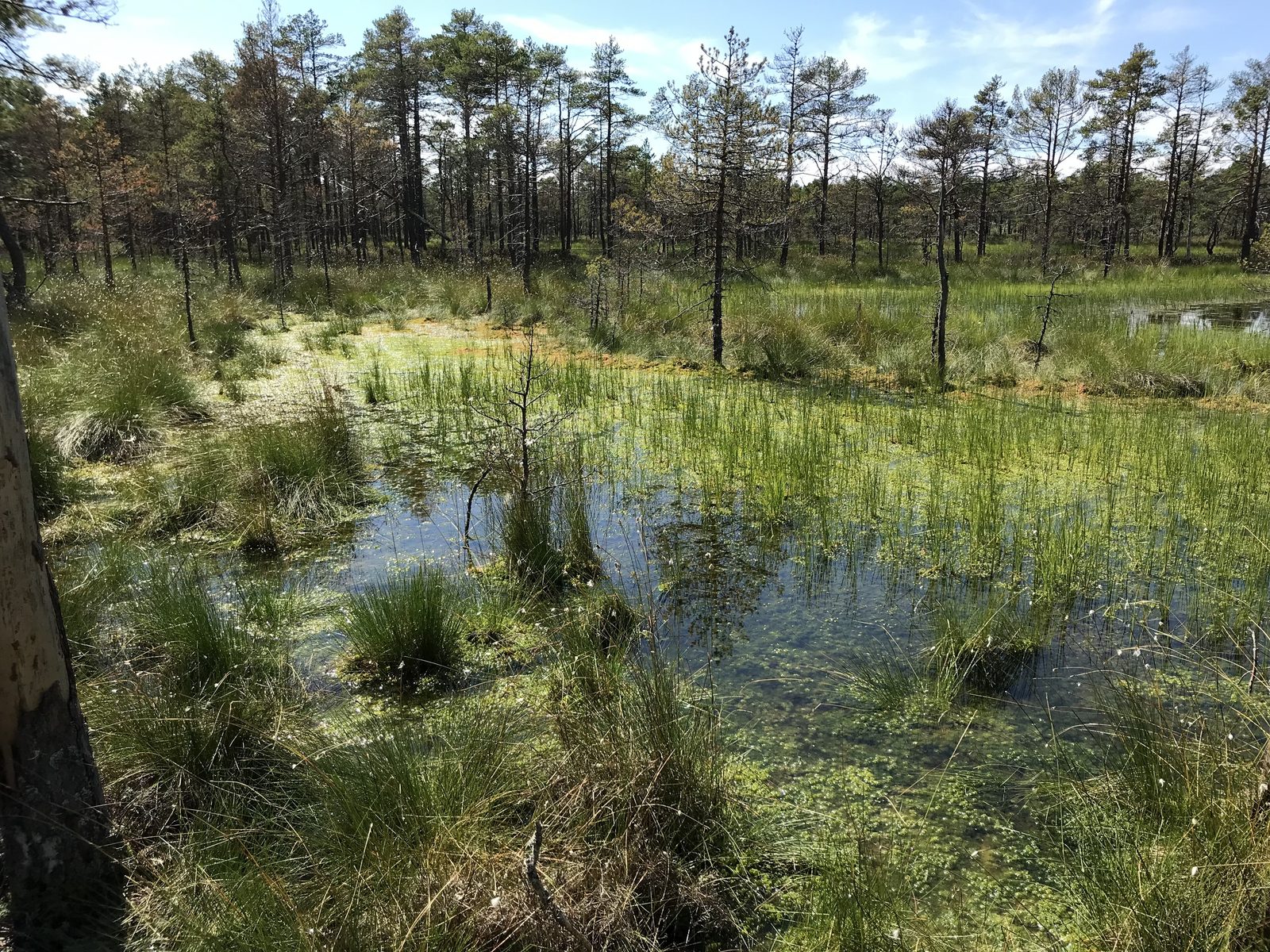 Küste im Nationalpark Lahemaa